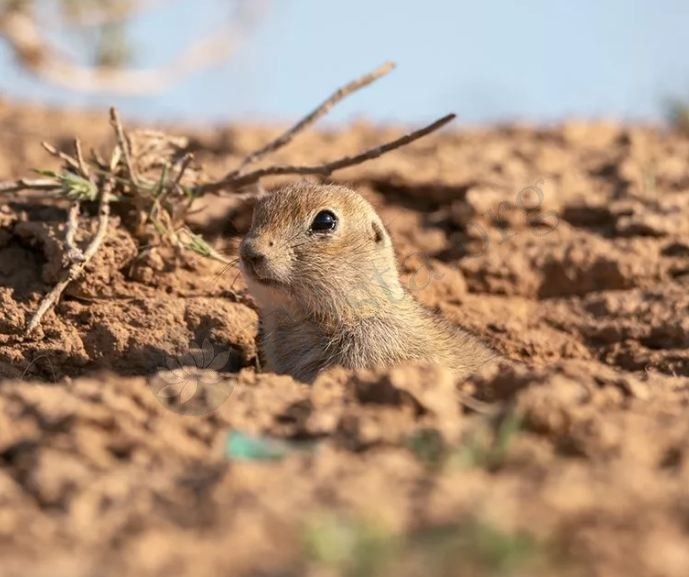 Ground Squirrels